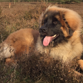 Leonberger