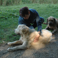 Workshop TTouch voor senioren hond