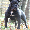 Old English Bulldog