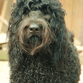 The Happy Home Labradoodles