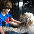 Dog Sweet Dog 
