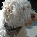 Dog Sweet Dog 
