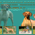 Hidaya Rhodesian Ridgebacks