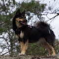 Sældarlífs, IJslandse Honden