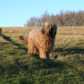 Briards du Rêve Lourd d'Été
