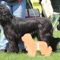 Briards du Rêve Lourd d'Été