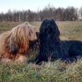 Briards du Rêve Lourd d'Été