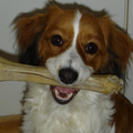 Kooikerhondje