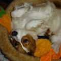 Kooikerhondje