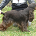 * Stand Your Ground * English Cocker Spaniel and Staffordshire Bull Terrier 