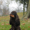 * Stand Your Ground * English Cocker Spaniel and Staffordshire Bull Terrier 