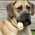 Out of Africa Boerboelkennel