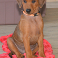 Duitse Pinscher