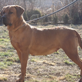 Sojtor Szepe Kennel