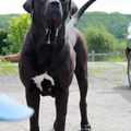 Sojtor Szepe Kennel