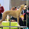 Gaelic Whisper Whippets