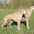Gaelic Whisper Whippets