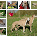 Gaelic Whisper Whippets