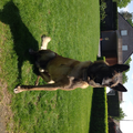 Mechelse Herder