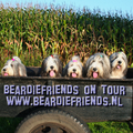 Beardiefriends