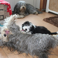 Beardiefriends