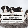 Beardiefriends
