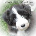 Beardiefriends