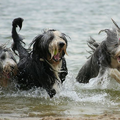 Beardiefriends