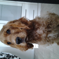 Engelse Cocker Spaniel