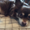 Chihuahua, langhaar