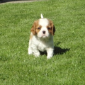 Nelly