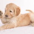 Orange Aussie Dogs