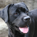 Labrador