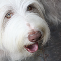 Belleboo Bearded Collies