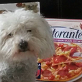 Bologna!
Bolognezer, het ras van dit hondje, dus van oorsprong uit Bologna, Italië.
Op de foto zie je mijn lieve Bolognezer hondje.
En wat is er nu meer Italiaans dat pizza.
Dus poseert hij heel braaf met een paar lekker pizza's!