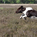 Op de foto is Cooper (Drentsche Patrijshond) die zich kostelijk vermaakt op de Drentsche heide. DE hond helemaal in zn element in de regio van oorsprong.