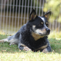 From Bunyip Farm
