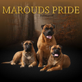 Marouds Pride Bullmastiffs