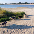 Een van de pluspunten van het einde van de zomer... De hondjes mogen weer op het strand!