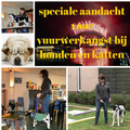Workshop TTouch voor honden