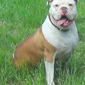 Old English Bulldog