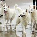 Zwitserse witte herder kennel Misthy's Friends