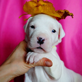 Dogo Argentino Kennel De La Orgullo Blanco