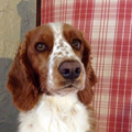 Welsh Springer Spaniel