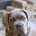 Cane Corso Italiano