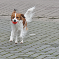 Kooikerhondje