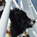 Kennel Sumaringahem (KMSH Van het Bramendal)