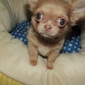 Mooie Chihuahua voor adoptie.