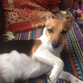 Jack Russell Terrier