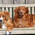 Nova Scotia Duck Tolling Retriever